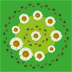 Are Ants Attracted to Daisies?