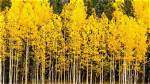 Are Aspen Trees Valuable?