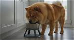 Are Chow Chows Prone to Bloat?
