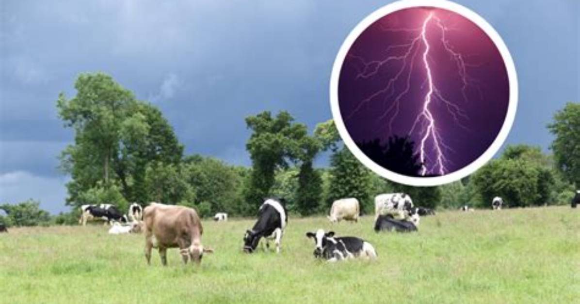 Are Cows Killed for Rennet?
