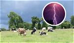 Are Cows Killed for Rennet?