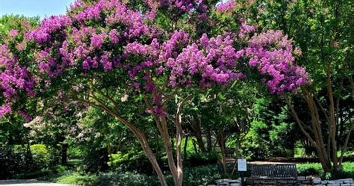 Are Crepe Myrtles Easy Growing?