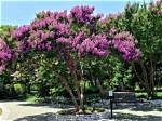 Are Crepe Myrtles Easy Growing?