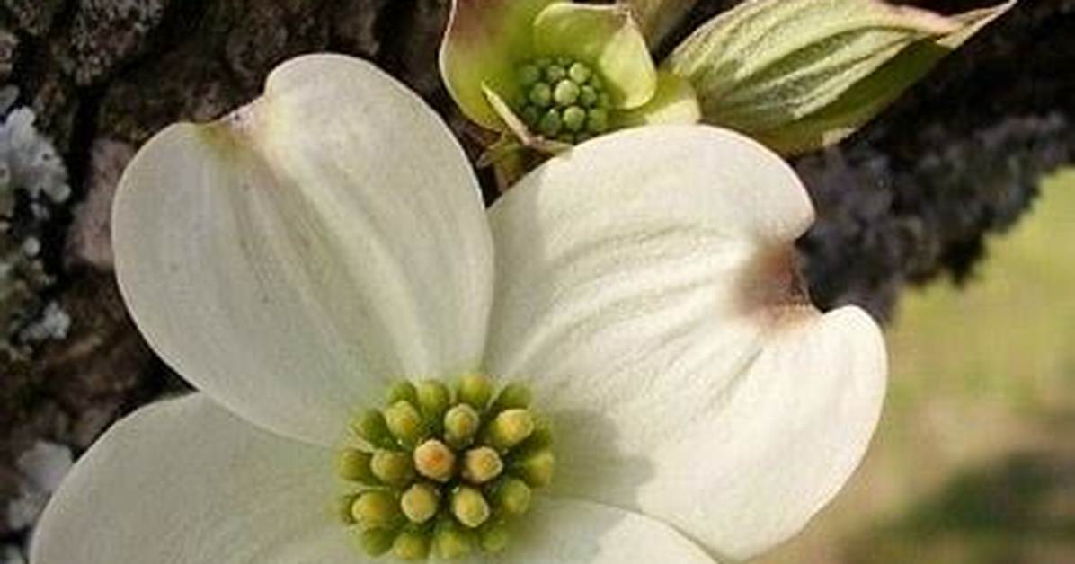 Are Dogwood Trees Cursed?