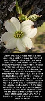 Are Dogwood Trees Cursed?