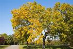 Are Elm Trees Good for Yard?