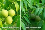 Are English Walnut Trees Valuable?
