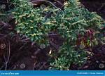Are Evergreen Shrubs Poisonous to Humans?
