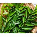 Are Fresh Curry Leaves Banned in Uk