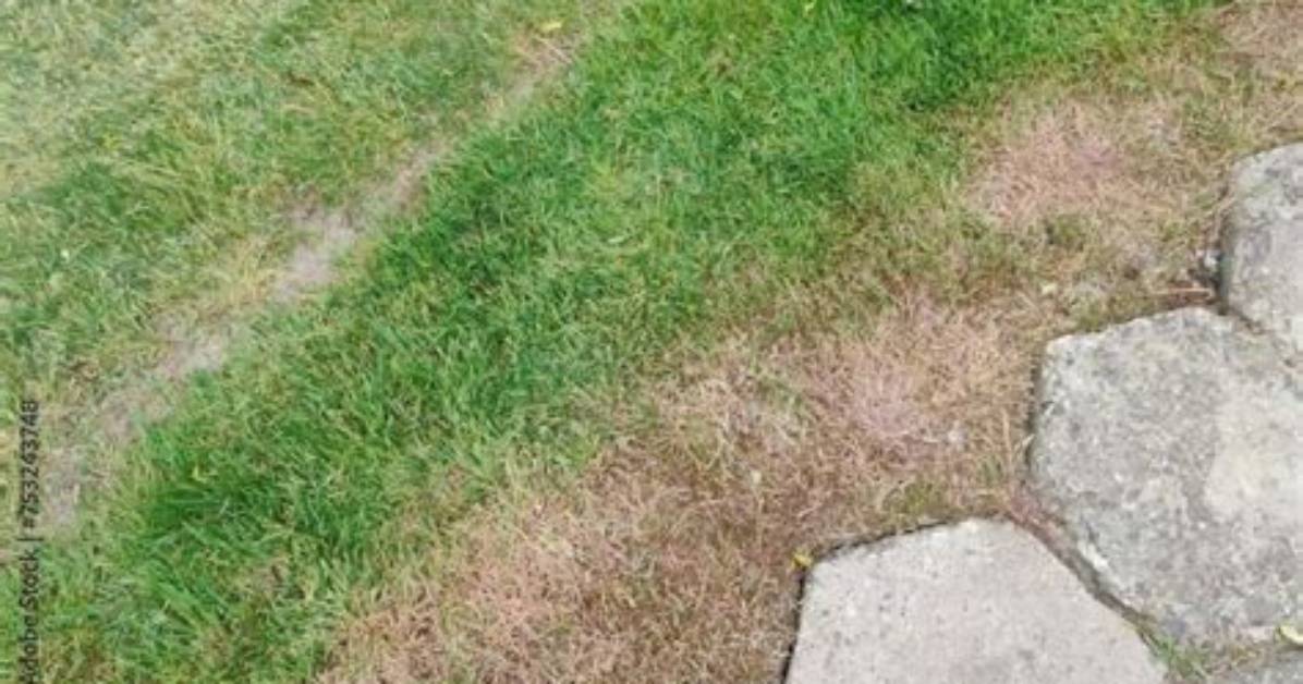 Are Grass Lawns Bad for the Environment?