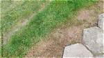 Are Grass Lawns Bad for the Environment?