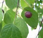 Are Hackberry Trees Sturdy?