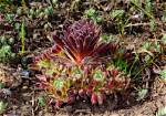Are Hen and Chicks Evergreen?