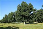 Are Hickory Trees Good for Yard?