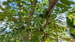 Are Honey Locust Trees Late Bloomers?