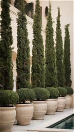 Are Italian Cypress Trees Good for Privacy?