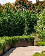 Are Italian Cypress Trees Low Maintenance?