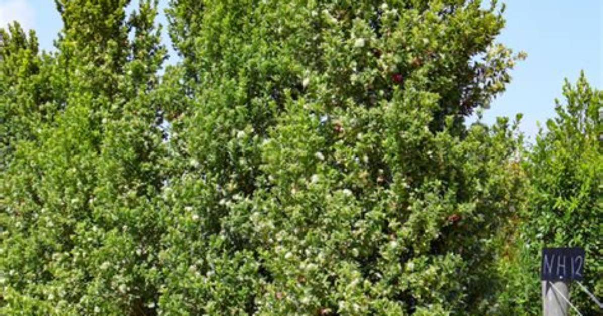 Are Lilly Pilly Trees Fast Growing?