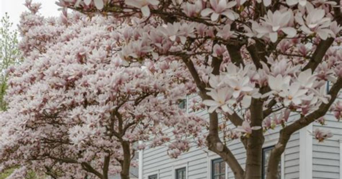Are Magnolia Trees Safe to Climb?