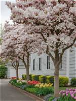 Are Magnolia Trees Safe to Climb?