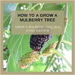Are Mulberry Trees Good for Landscaping?