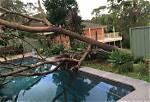 Are Oak Trees Bad for Pools?