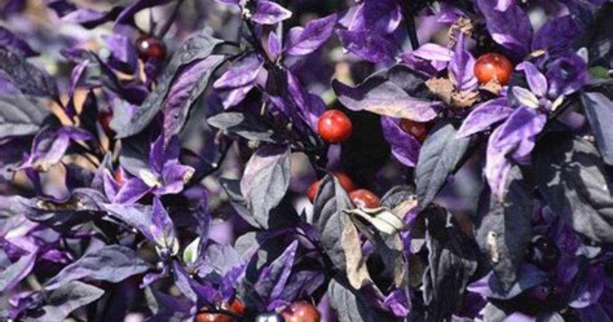 Are Purple Flash Peppers Edible?