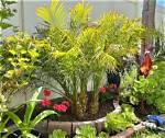 Are Pygmy Date Palms Easy to Transplant?