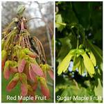 Are Red Maples and Sugar Maples the Same?