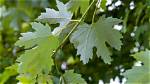 Are Silver Maples Dirty Trees?