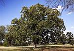 Are Southern Magnolia Trees Fast Growing?