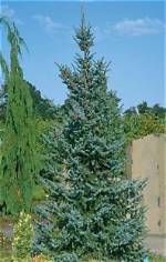Are Spruce Trees Slow Growing?