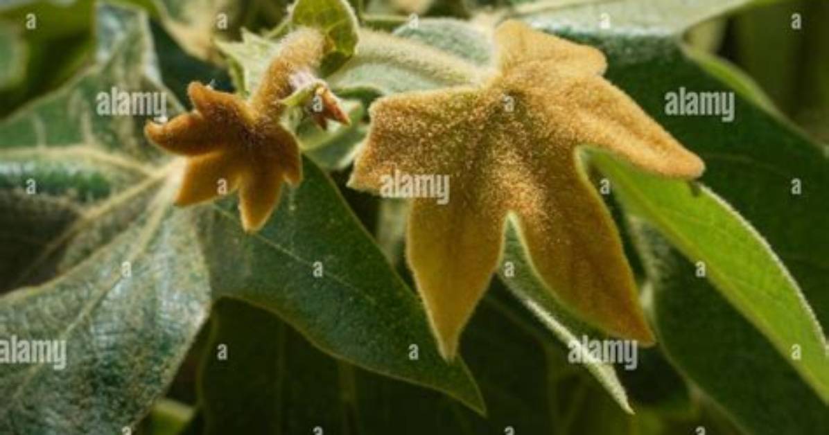 Are Sycamore Leaves Fuzzy?