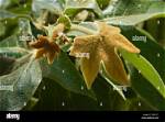 Are Sycamore Leaves Fuzzy?