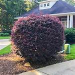 Are There Any Bushes That Look Like Blueberries?