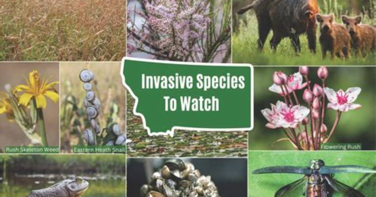 Are There Any Invasive Species in the State of Illinois?