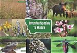 Are There Any Invasive Species in the State of Illinois?