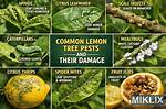 Are There Any Pests on My Lemon Tree?