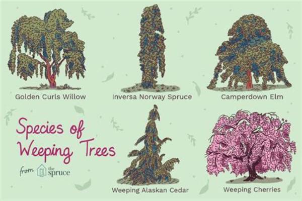 Are There Different Types of Weeping Willows?