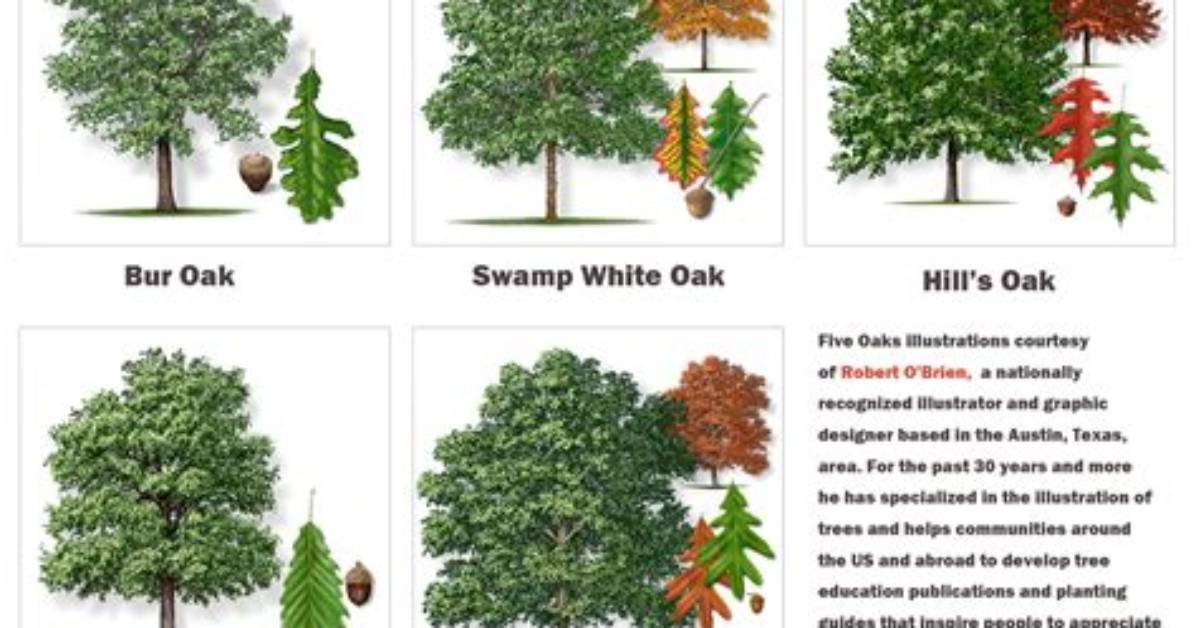 Are There Different Varieties of Live Oak Trees?
