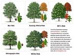 Are There Different Varieties of Live Oak Trees?