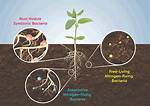 Are There Free-Living Nitrogen Fixers?