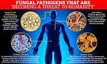 Are There Fungi That Are Harmful to Trees?