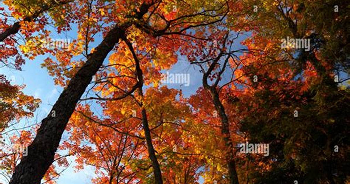 Are There Maple Trees in Northern Ontario?