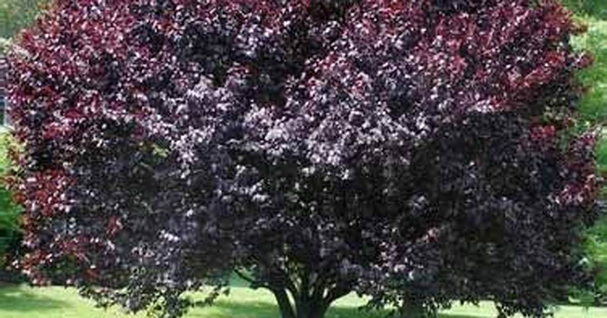 Are There Non Fruit Bearing Plum Trees?