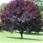 Are There Non Fruit Bearing Plum Trees?