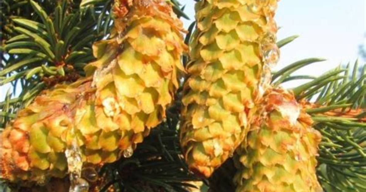 Are White Pine Trees Toxic to Dogs?