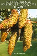 Are White Pine Trees Toxic to Dogs?