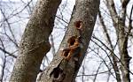 Are Woodpecker Holes Bad for Trees?