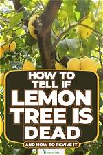 Can a Dead Lemon Tree Be Revived?